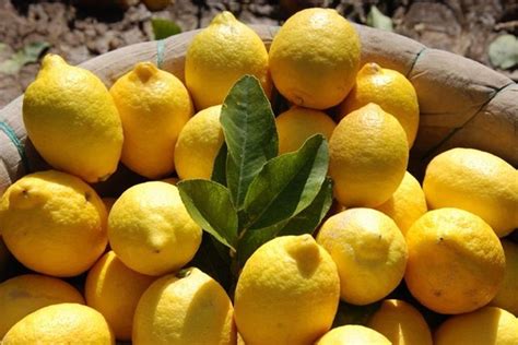 limon kireçlenmeye iyi gelir mi